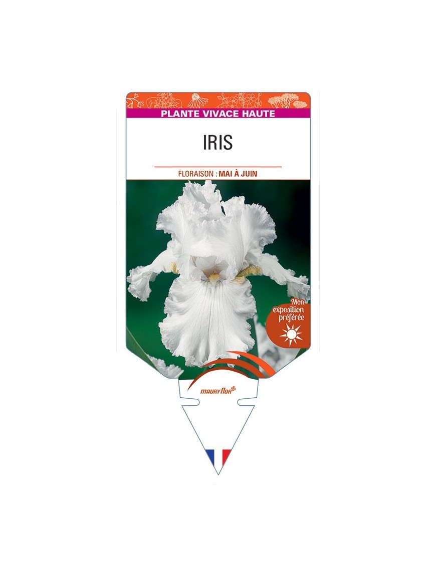 IRIS (germanica blanc)