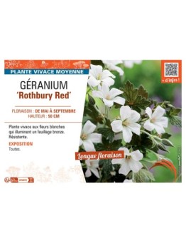 GERANIUM ROTHBURY RED