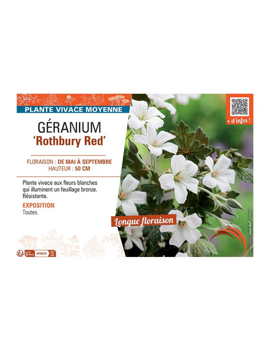 GERANIUM ROTHBURY RED