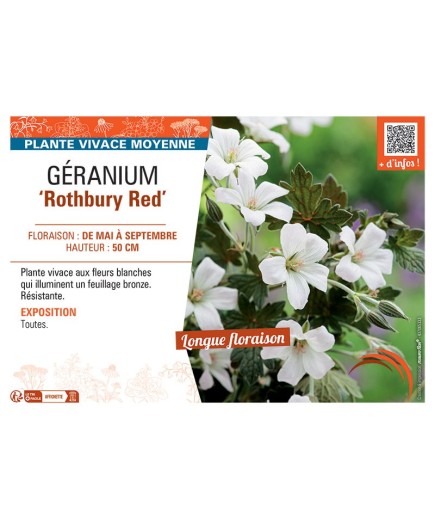GERANIUM ROTHBURY RED