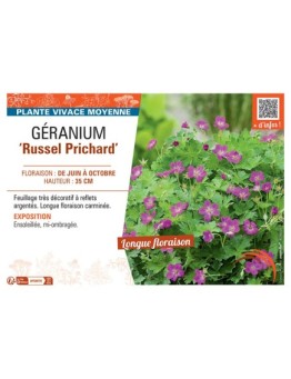 GERANIUM RUSSEL PRICHARD