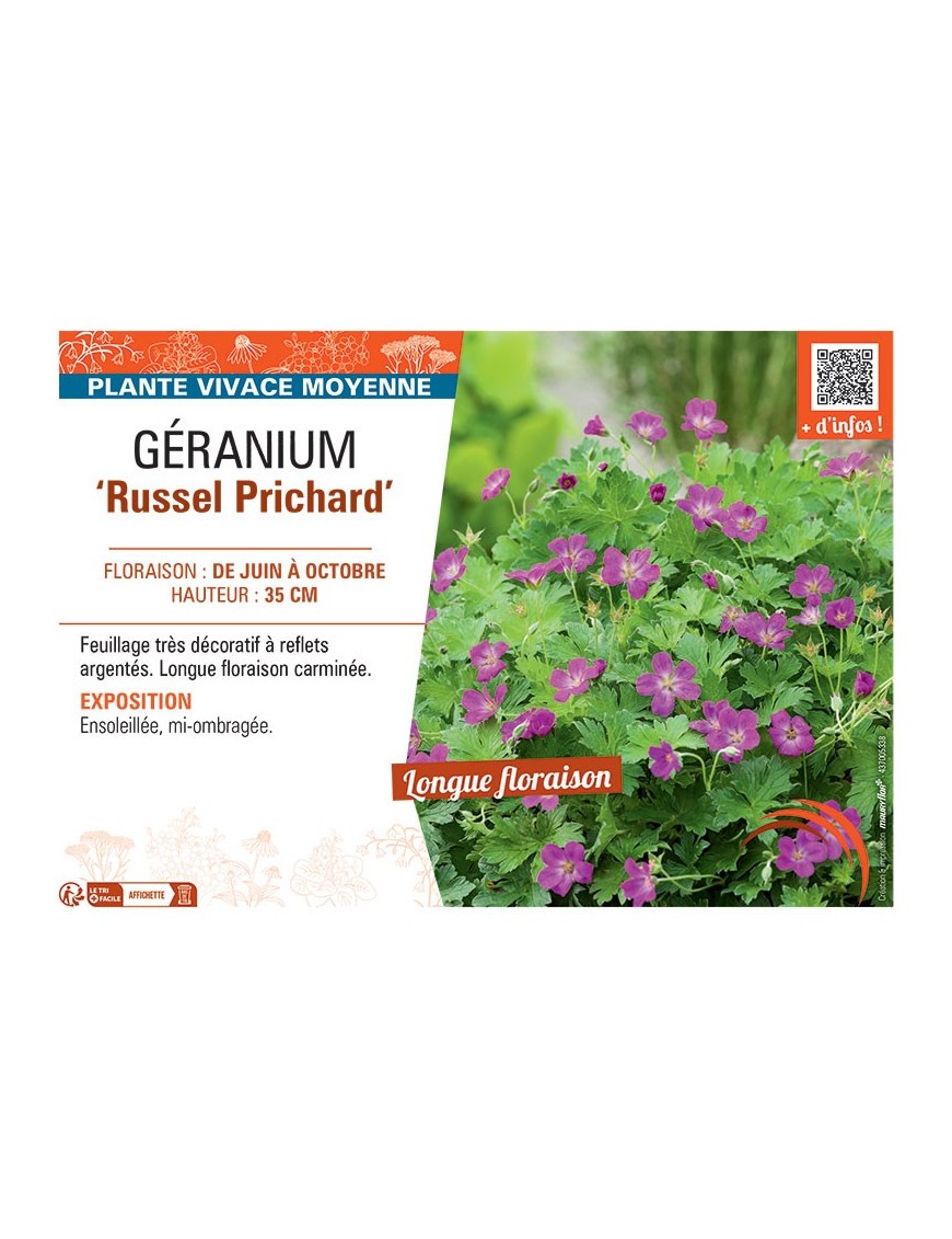 GERANIUM RUSSEL PRICHARD