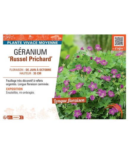 GERANIUM RUSSEL PRICHARD
