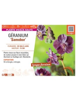 GERANIUM SAMOBOR