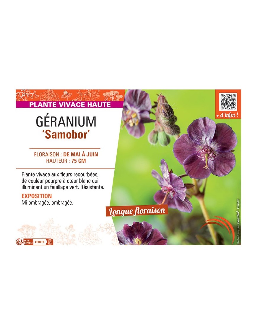 GERANIUM SAMOBOR