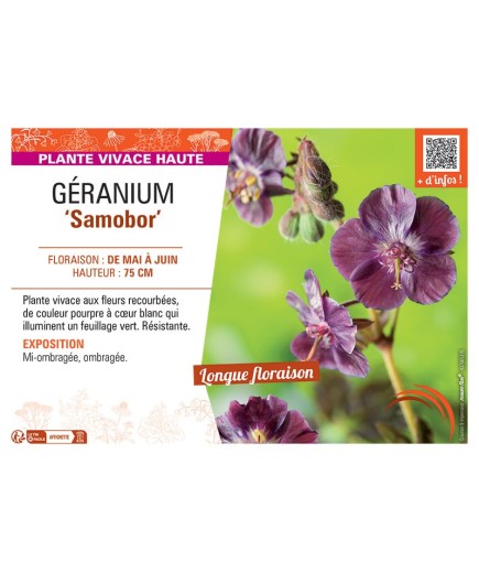 GERANIUM SAMOBOR