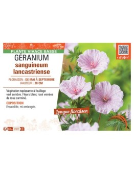 GERANIUM SANGUINEUM LANCASTRIENSE