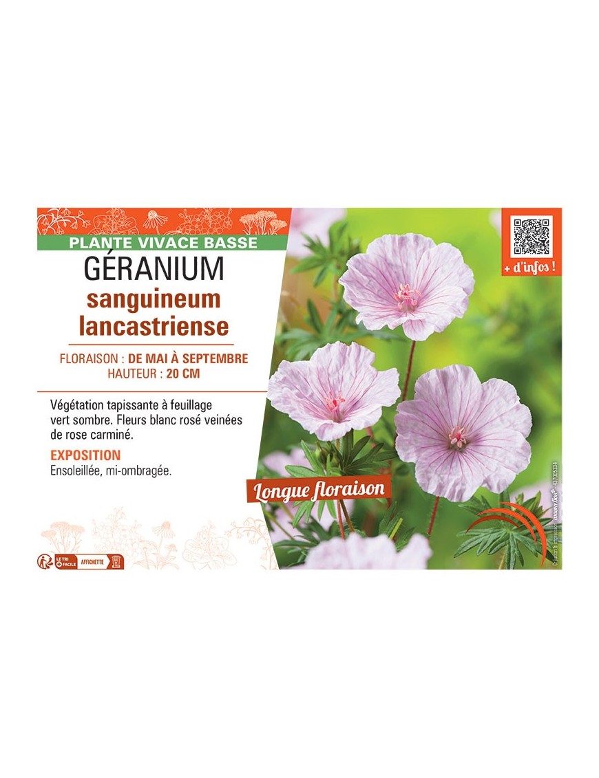 GERANIUM SANGUINEUM LANCASTRIENSE