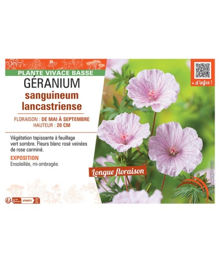 GERANIUM SANGUINEUM LANCASTRIENSE
