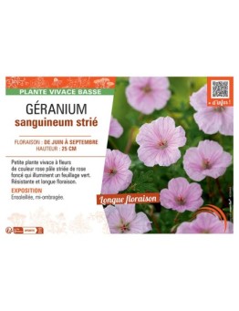 GERANIUM SANGUINEUM strié
