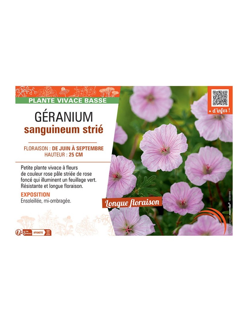 GERANIUM SANGUINEUM strié