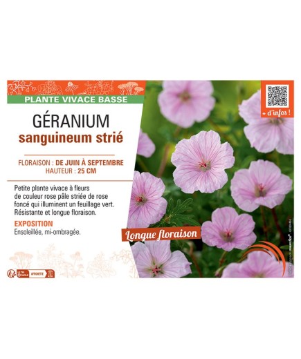 GERANIUM SANGUINEUM strié
