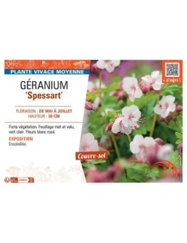 GERANIUM SPESSART