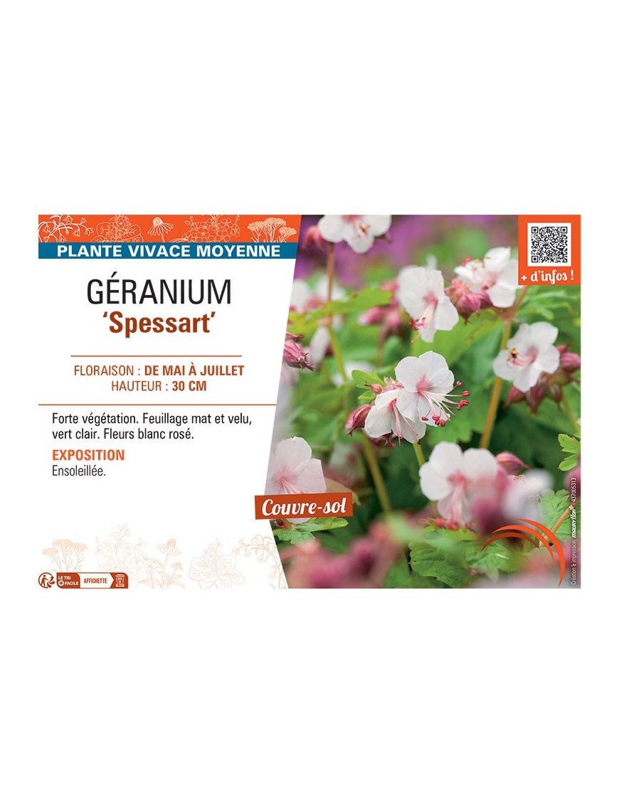 GERANIUM SPESSART