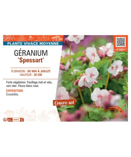 GERANIUM SPESSART