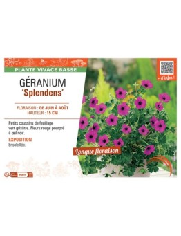 GERANIUM SPLENDENS