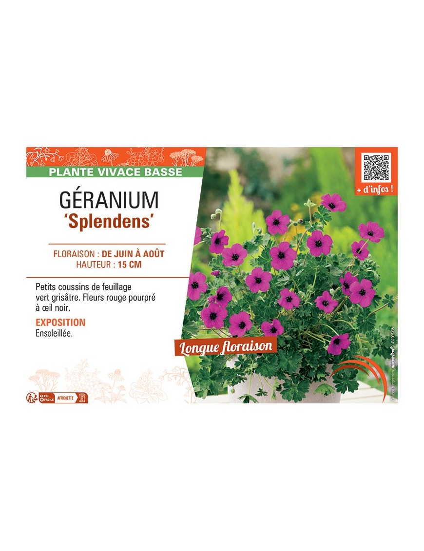 GERANIUM SPLENDENS