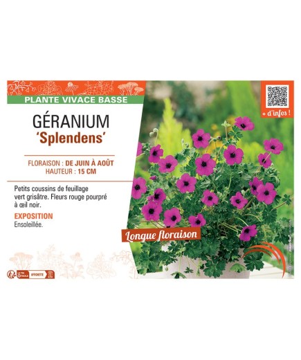 GERANIUM SPLENDENS