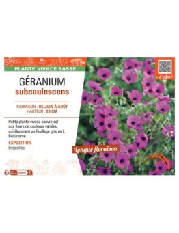 GERANIUM SUBCAULESCENS