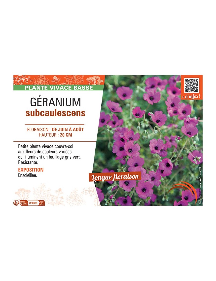 GERANIUM SUBCAULESCENS