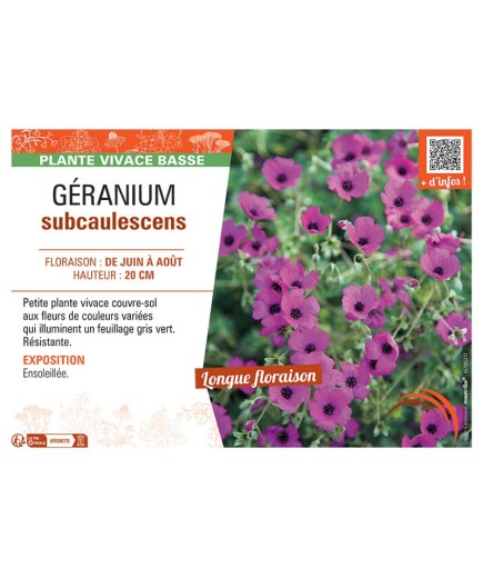GERANIUM SUBCAULESCENS