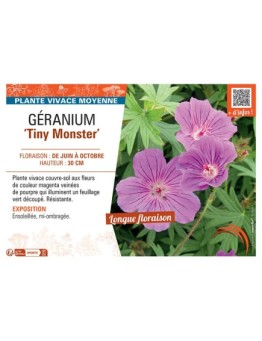 GERANIUM TINY MONSTER