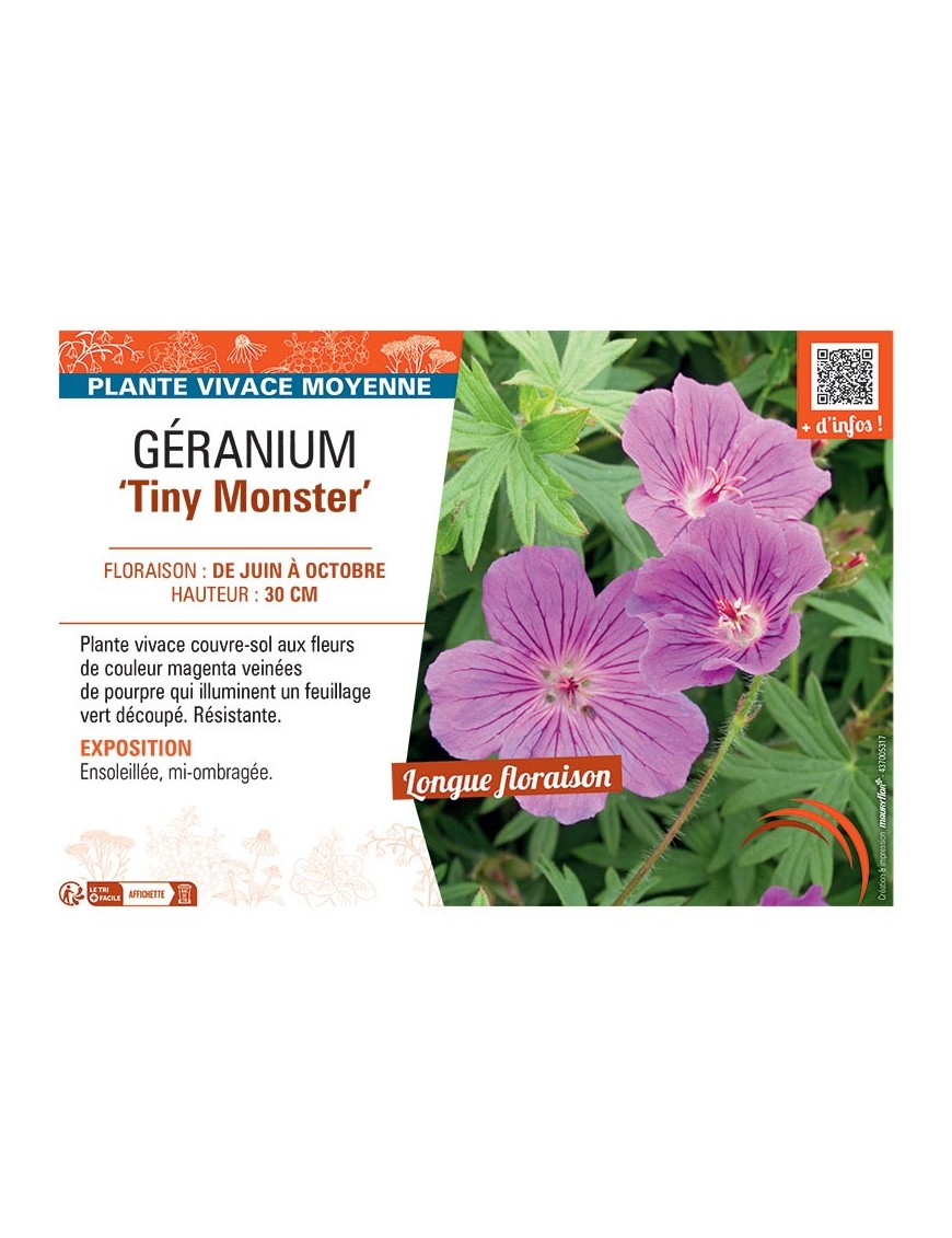 GERANIUM TINY MONSTER