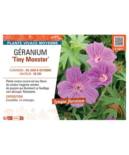GERANIUM TINY MONSTER