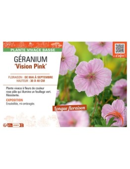 GERANIUM VISION PINK