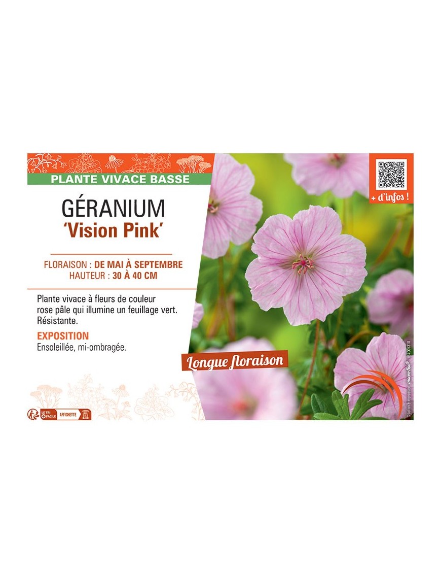 GERANIUM VISION PINK