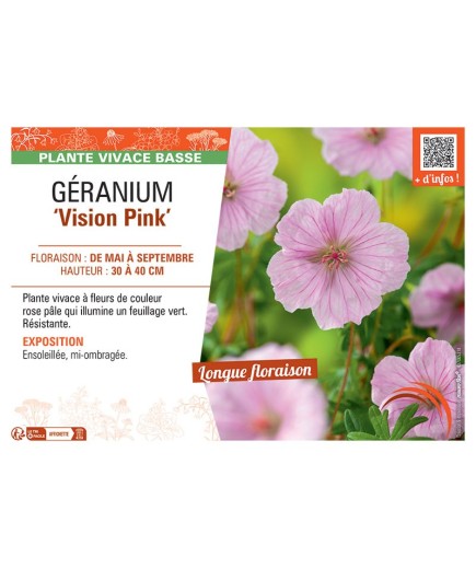 GERANIUM VISION PINK