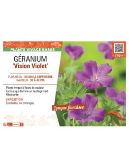 GERANIUM VISION VIOLET
