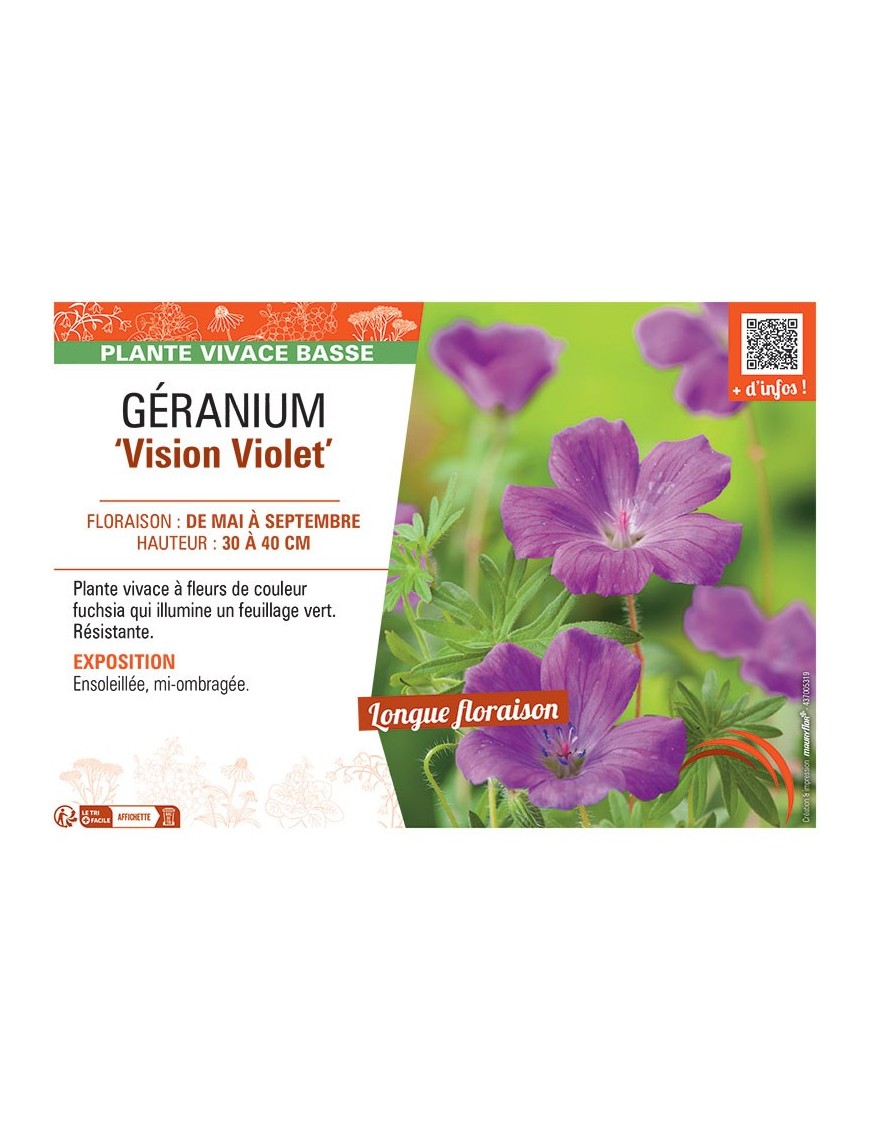 GERANIUM VISION VIOLET
