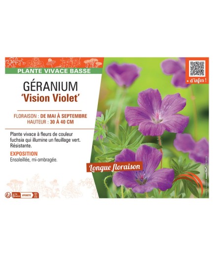 GERANIUM VISION VIOLET