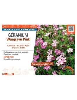 GERANIUM WARGRAVE PINK