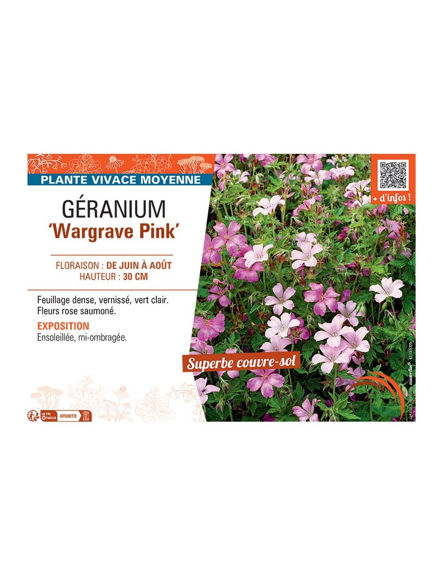 GERANIUM WARGRAVE PINK
