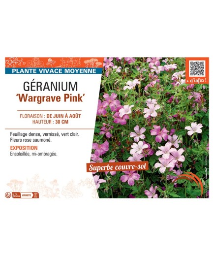 GERANIUM WARGRAVE PINK