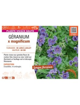 GERANIUM X MAGNIFICUM
