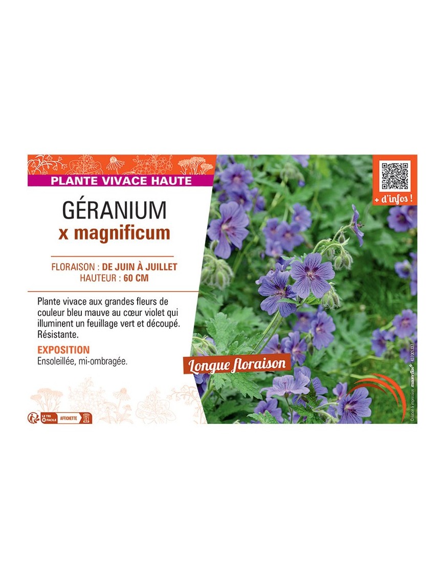 GERANIUM X MAGNIFICUM