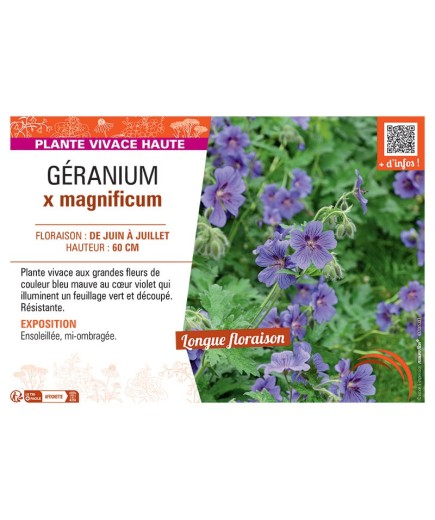 GERANIUM X MAGNIFICUM