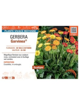 GERBERA GARVINEA®
