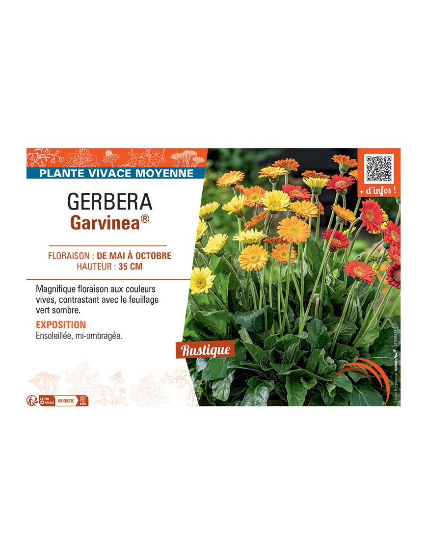 GERBERA GARVINEA®
