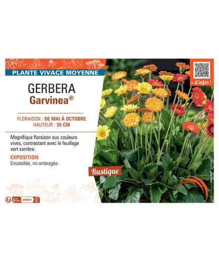 GERBERA GARVINEA®