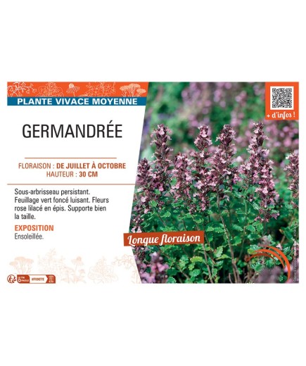 GERMANDREE