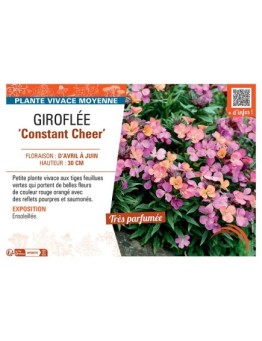 GIROFLEE CONSTANT CHEER