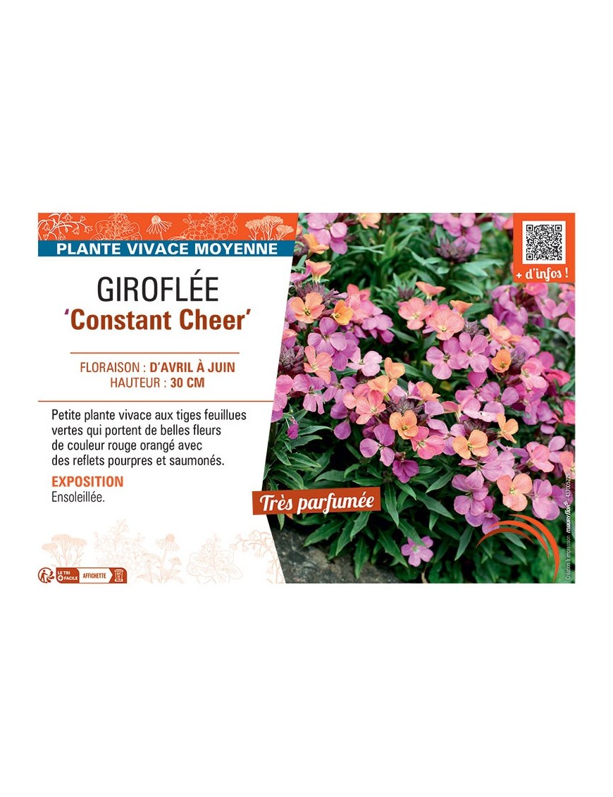 GIROFLEE CONSTANT CHEER