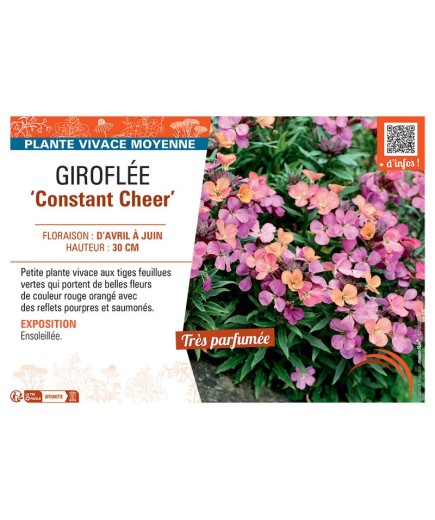 GIROFLEE CONSTANT CHEER