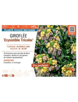 GIROFLEE ERYSISTIBLE TRICOLOR