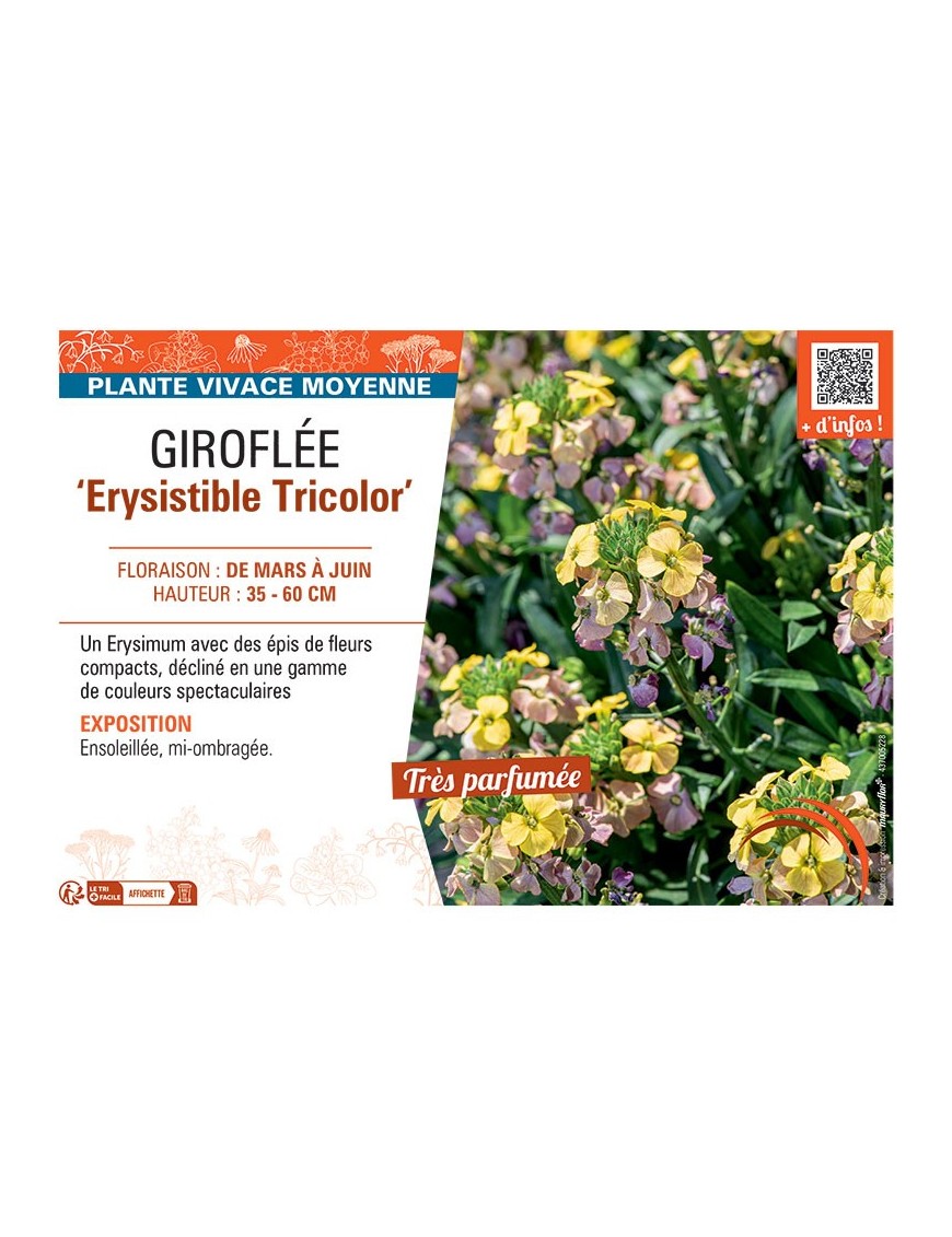 GIROFLEE ERYSISTIBLE TRICOLOR