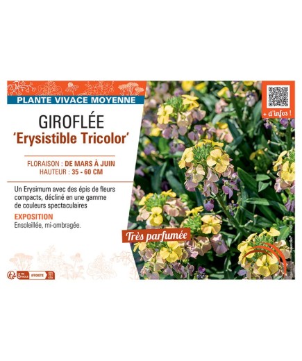 GIROFLEE ERYSISTIBLE TRICOLOR